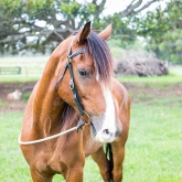 Hastings River Horse Riding Explore Port Macquarie and Beyond on Horseback