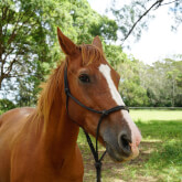 Hastings River Horse Riding Explore Port Macquarie and Beyond on Horseback