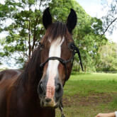 Hastings River Horse Riding Explore Port Macquarie and Beyond on Horseback