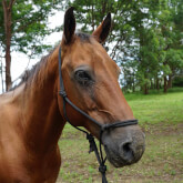 Hastings River Horse Riding Explore Port Macquarie and Beyond on Horseback