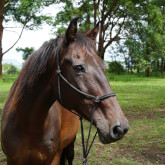 Hastings River Horse Riding Explore Port Macquarie and Beyond on Horseback