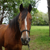 Hastings River Horse Riding Explore Port Macquarie and Beyond on Horseback