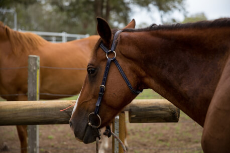 Hastings River Horse Riding Explore Port Macquarie and Beyond on Horseback