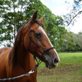 Hastings River Horse Riding Explore Port Macquarie and Beyond on Horseback