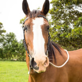 Hastings River Horse Riding Explore Port Macquarie and Beyond on Horseback